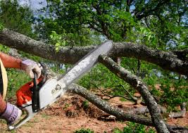 Best Leaf Removal  in Clinton, PA